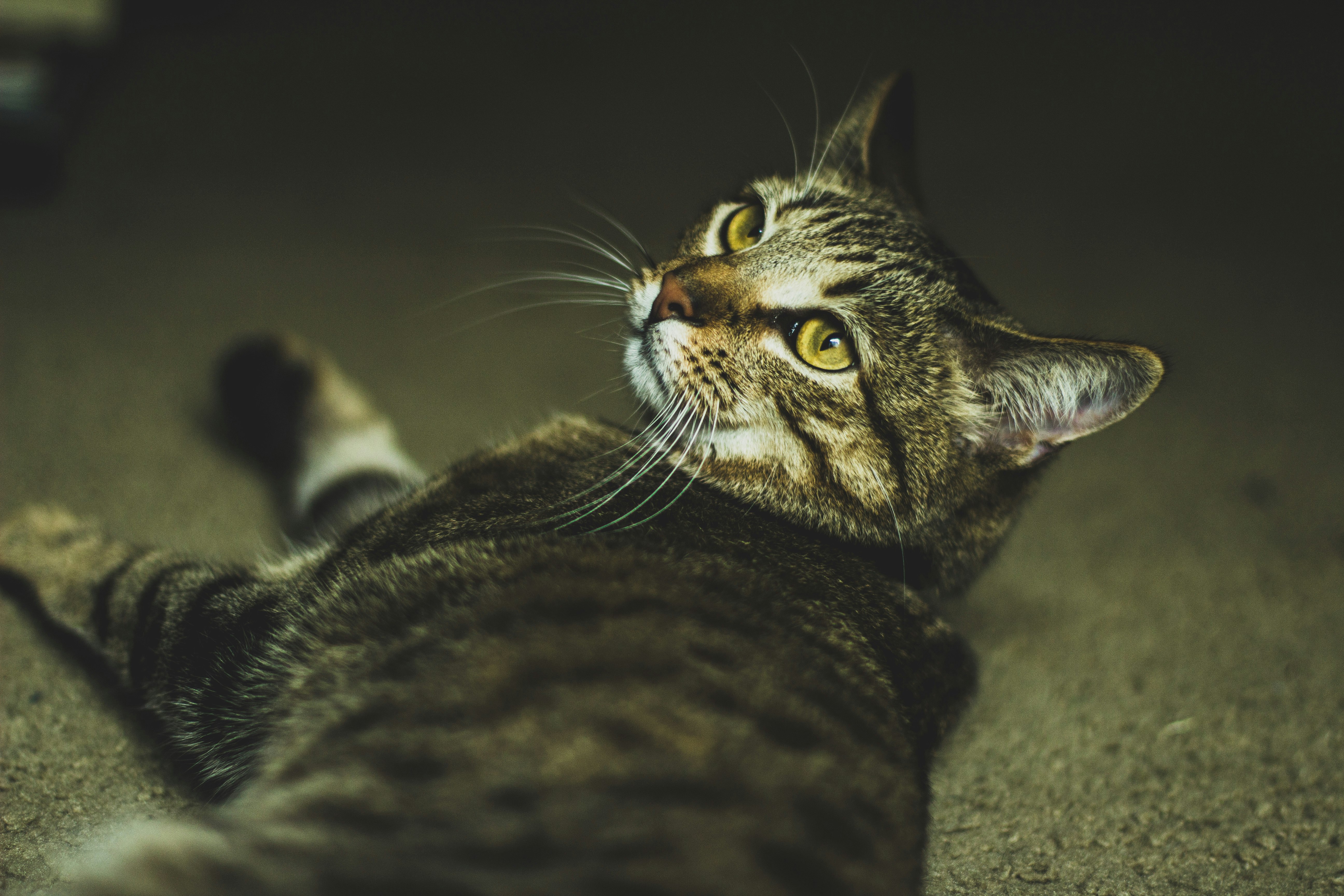 shallow focus photography of gray tabby cat